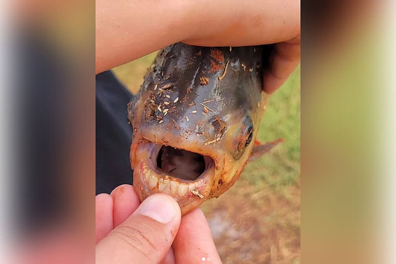 ছবি: ওকলাহোমার বন্য প্রাণী সংরক্ষণ বিভাগের ইনস্টাগ্রাম থেকে নেওয়া