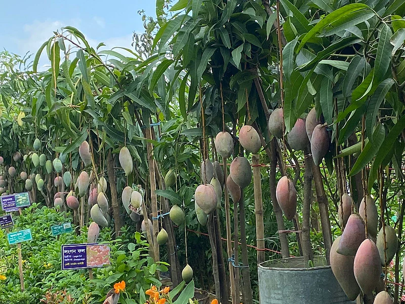 গাছে থোকায় থোকায় ঝুলছে আম