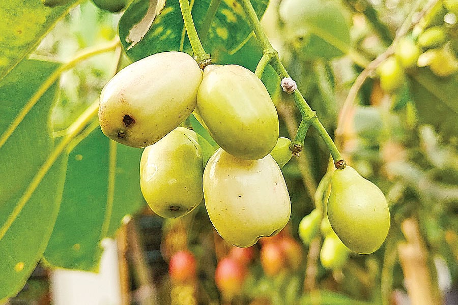  ছবি: লেখক