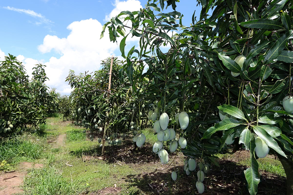 গাছে গাছে ঝুলছে ছোট–বড় আম্রপালি আম।