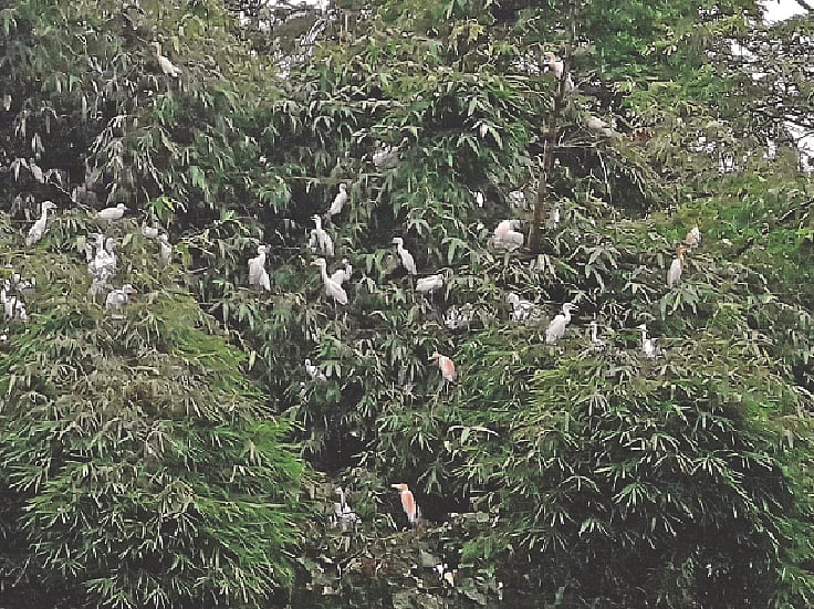 ছবি: প্রথম আলো