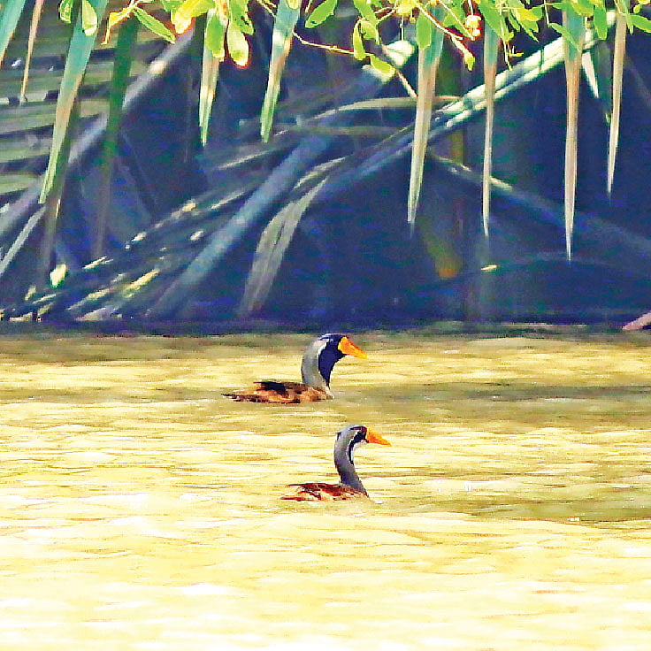 ছবি: লেখক