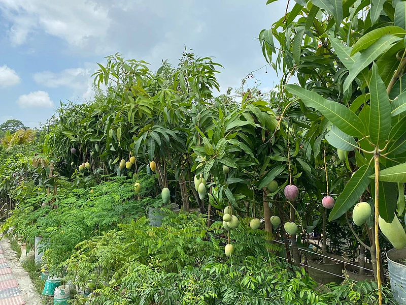 একেক আমের একেক আকার