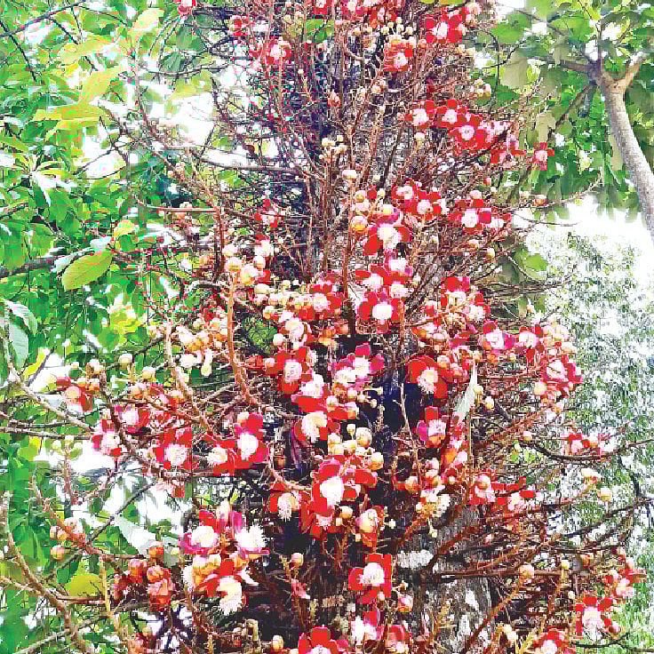 ছবি: প্রথম আলো 