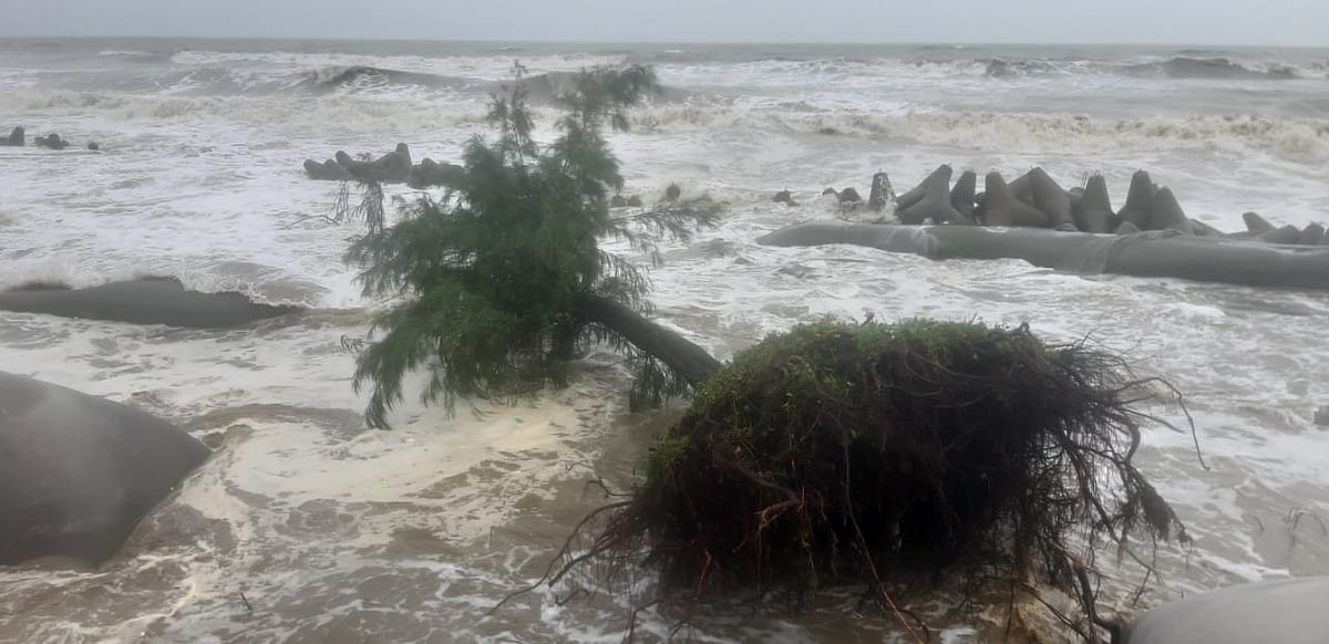 মেরিন ড্রাইভসংলগ্ন সাগরে ঢেউয়ের আঘাতে উপড়ে পড়ছে ঝাউগাছ।
 