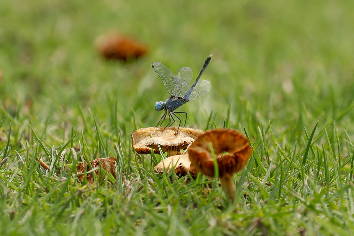 ছবি: সাদ্দাম হোসেন