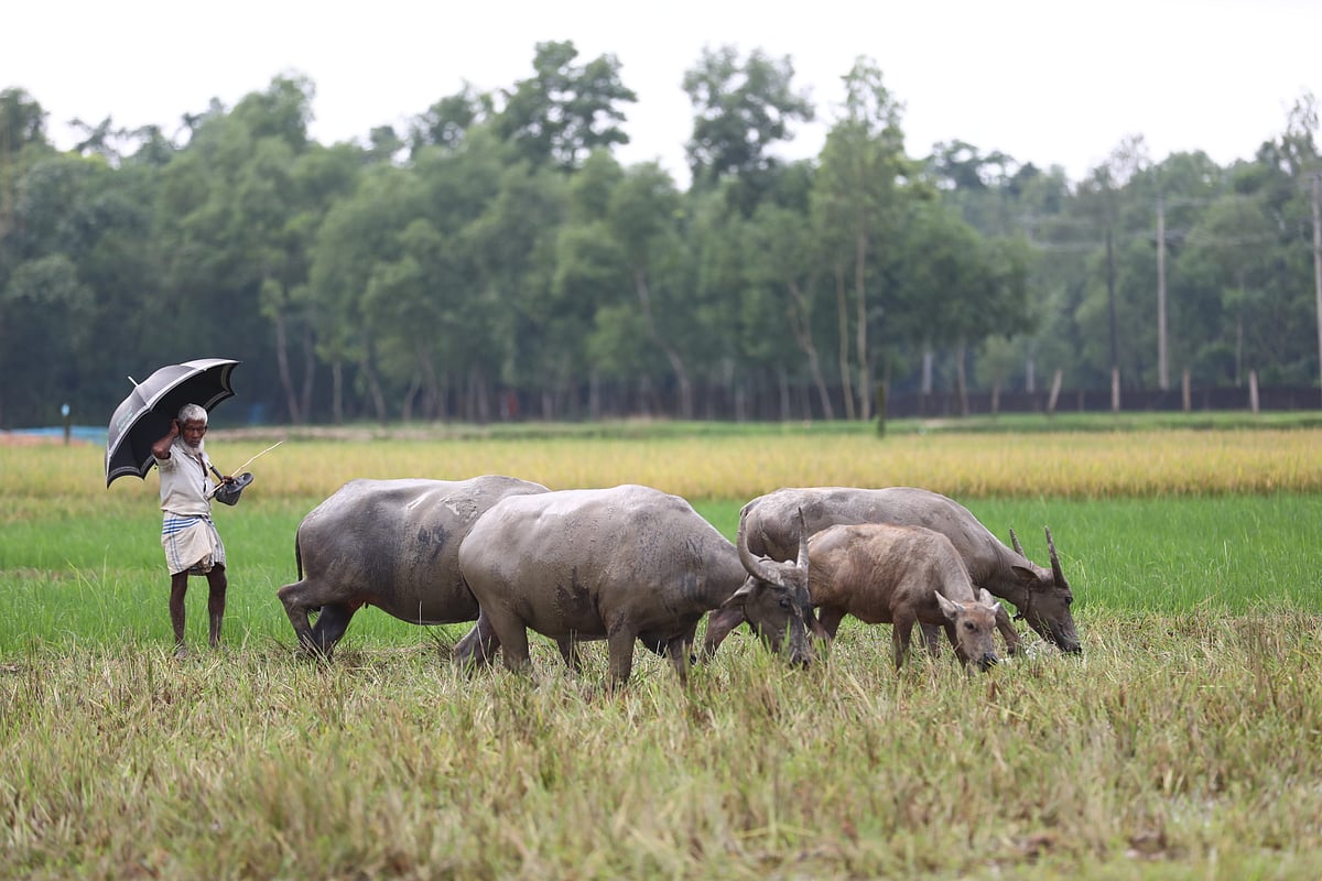  ছবি: আনিস মাহমুদ  