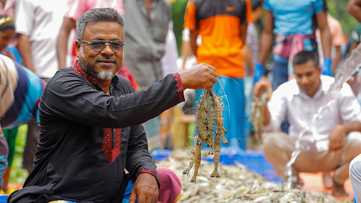 মিঠাপানিতে বাগদা চিংড়ি চাষ করে সাফল্য পেয়েছেন তবিবুর রহমান জোয়ার্দ্দার।