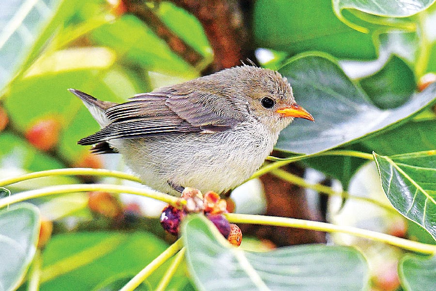 ছবি: লেখক