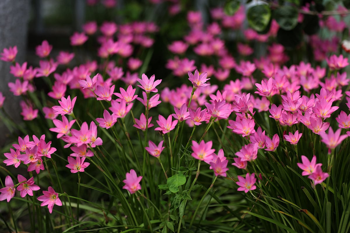 ছবি: হাসান মাহমুদ