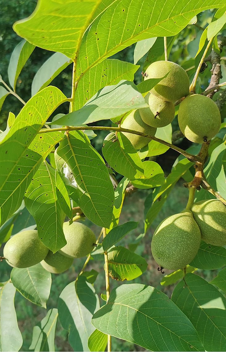 আখরোটের দেশে তিন দিন