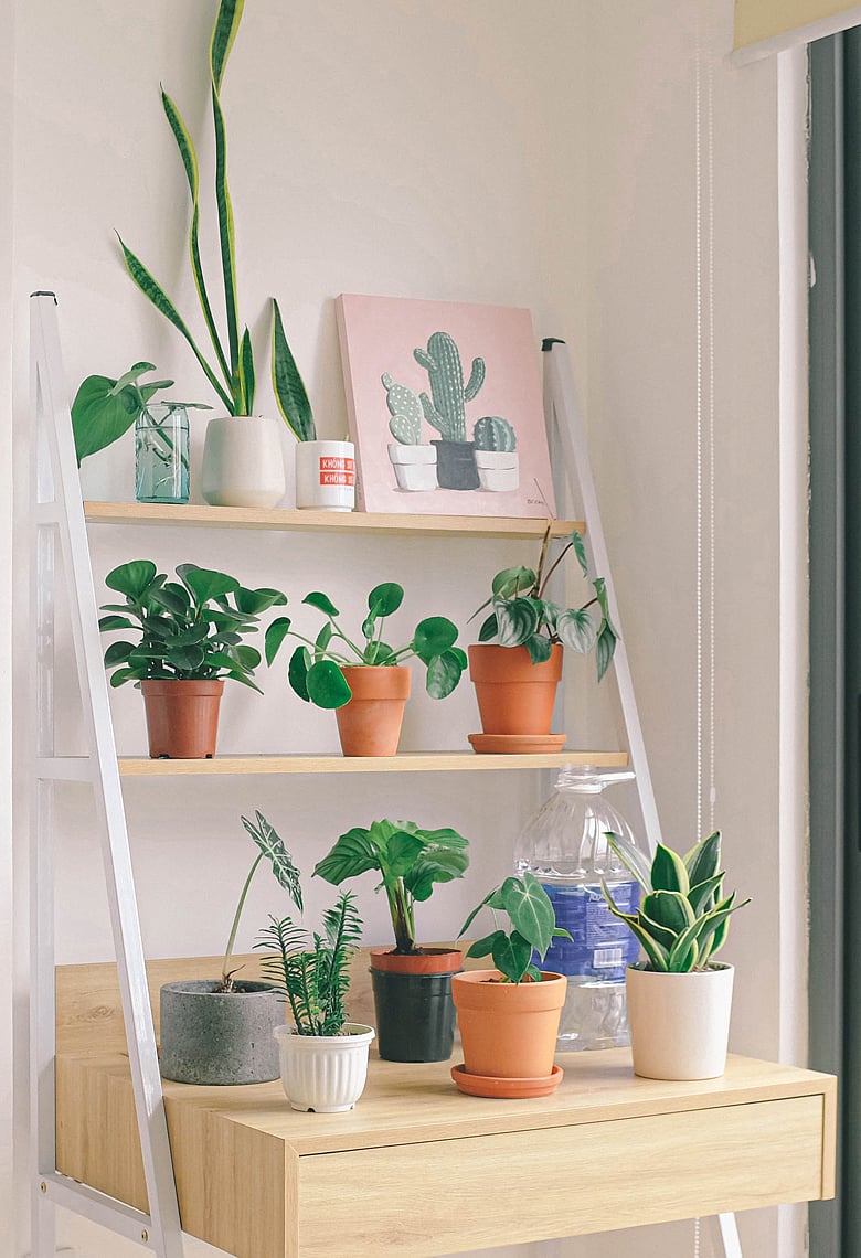 সজীব ভালোবাসায় সবুজ হোক শোবার ঘর