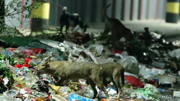 ছবি: শহীদুল ইসলাম