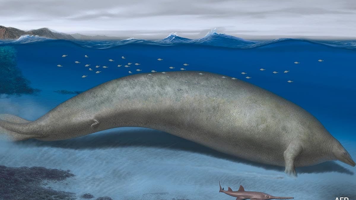 ছবি: এএফপি