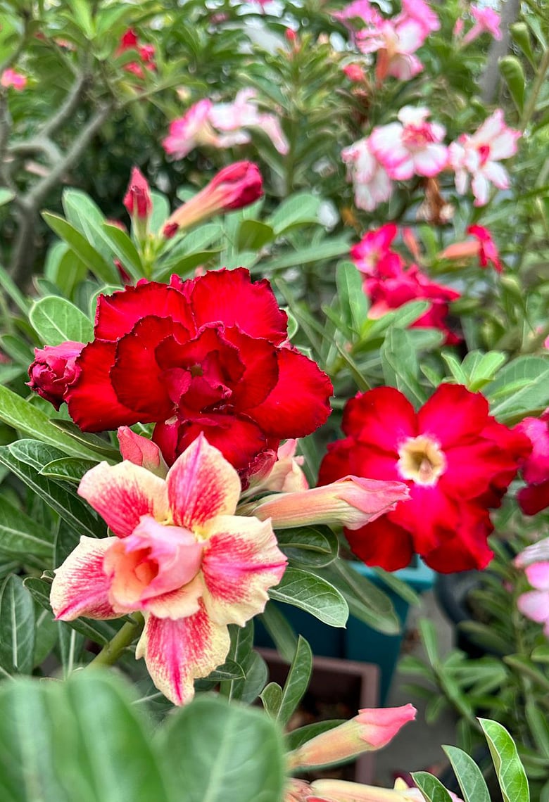 জনপ্রিয় সাকিউল্যান্ট অ্যাডেনিয়ামে সাজাই ঘর