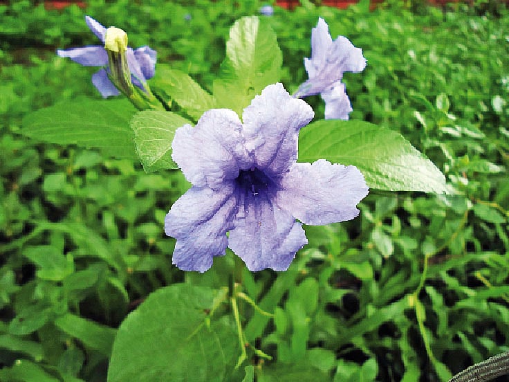 ছবি: লেখক