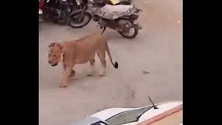 ছবি: এক্সে (টুইটার) পোস্ট হওয়া ভিডিও থেকে নেওয়া
