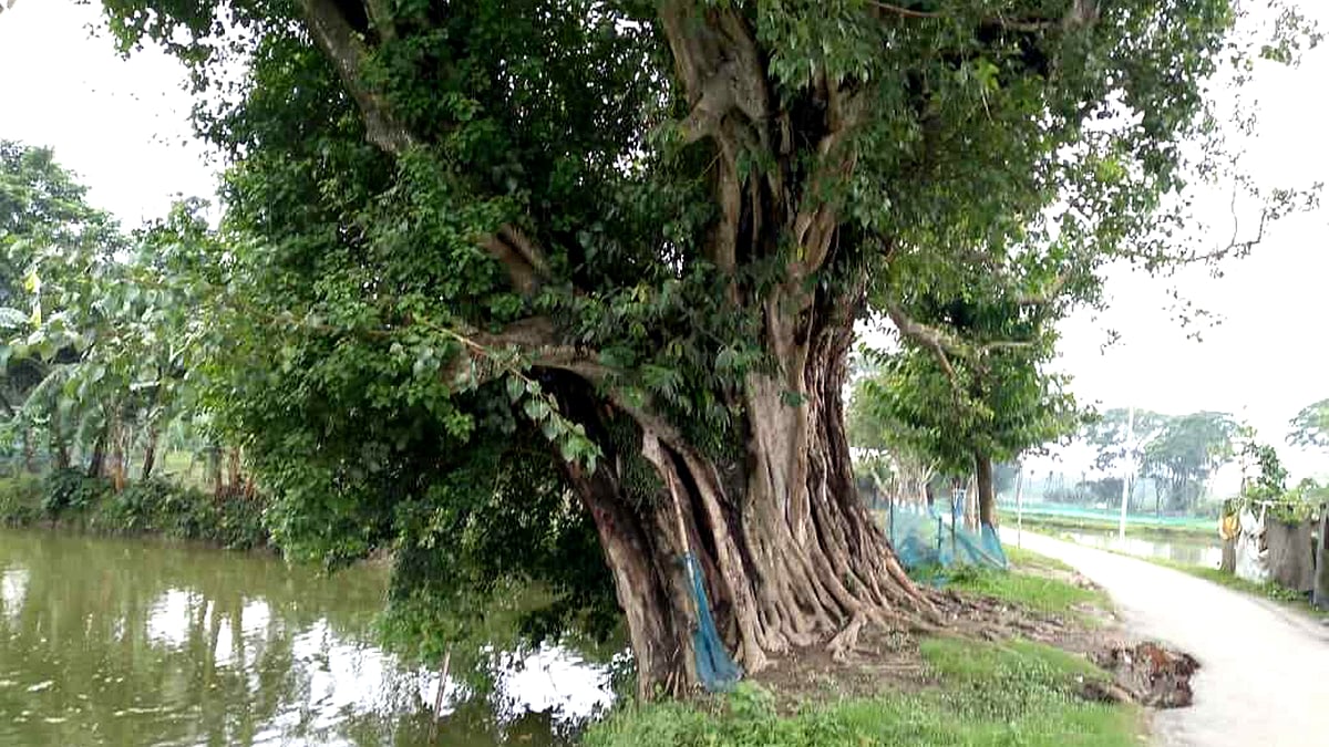 ছবি: প্রথম আলাে