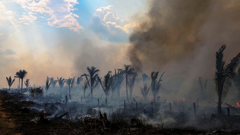 চলতি বছরের প্রথম সাত মাসে আমাজনে বন উজাড়ের হার ৪২ দশমিক ৫ কমেছে।