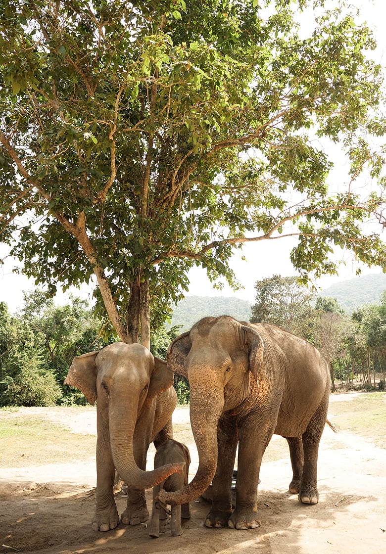 বিশ্ব হাতি দিবসে জেনে নিন হাতি সম্পর্কে ১০টি অবাক করা তথ্য