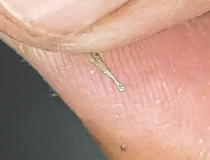 ছবি: গিনেস ওয়ার্ল্ড রেকর্ডসের ওয়েবসাইট থেকে