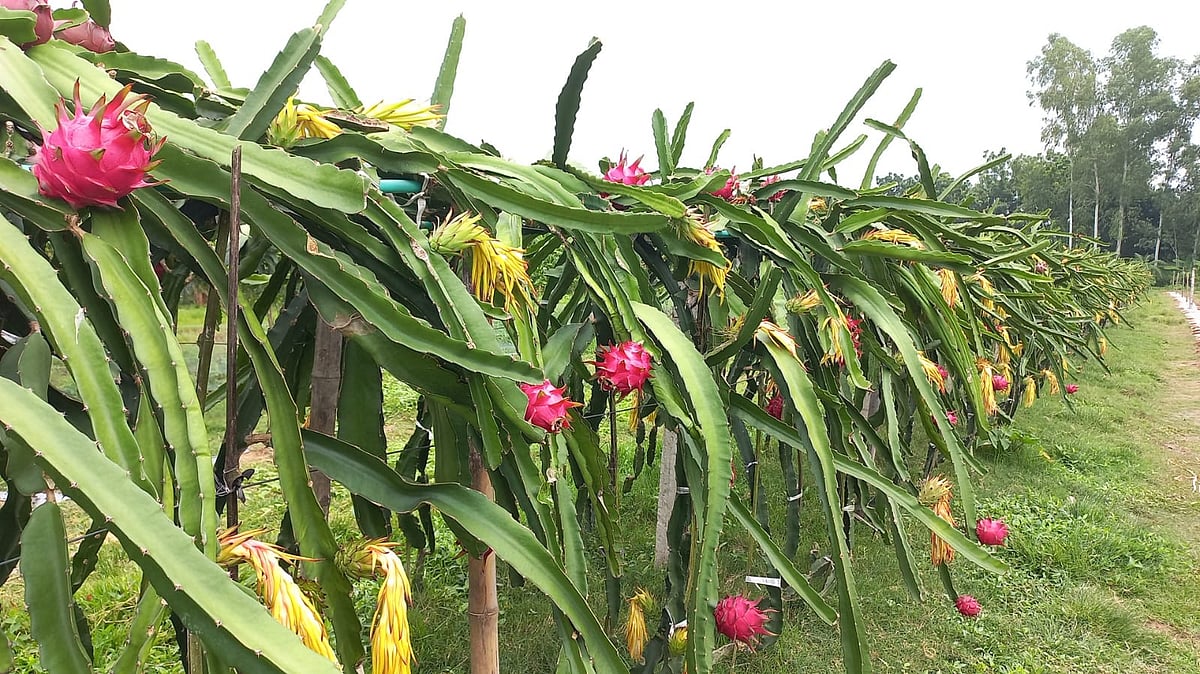 ছবি: প্রথম আলো