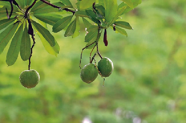 ছবি: তুহিন ওয়াদুদ