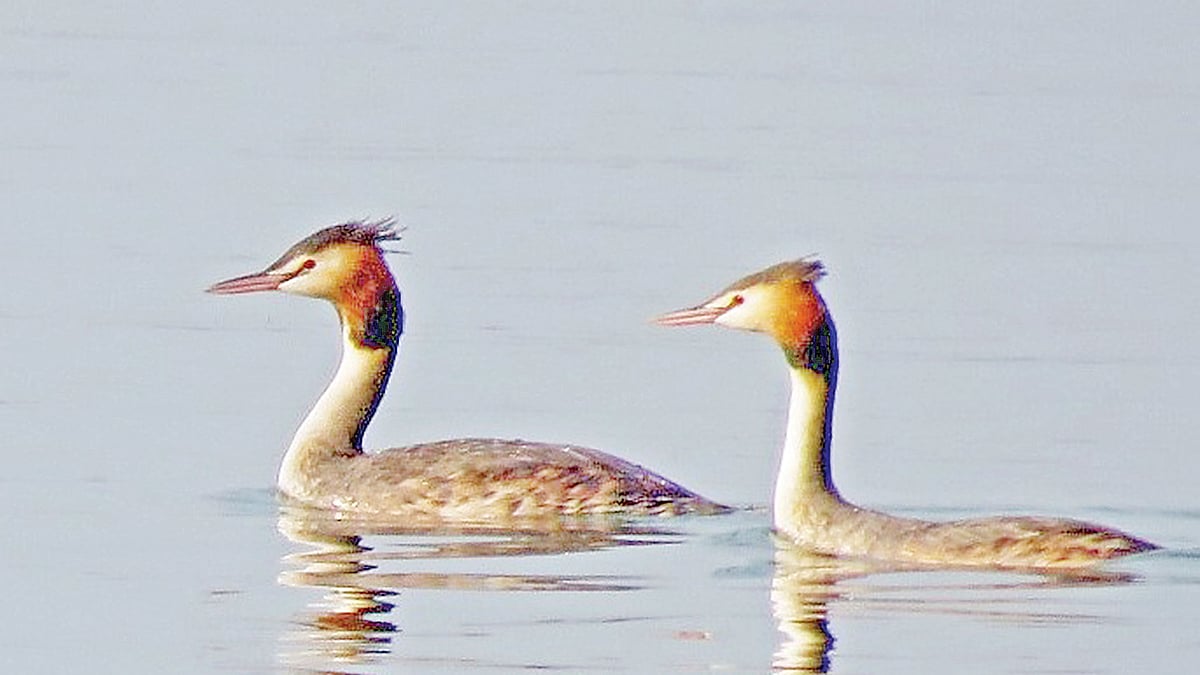 ছবি: লেখক 