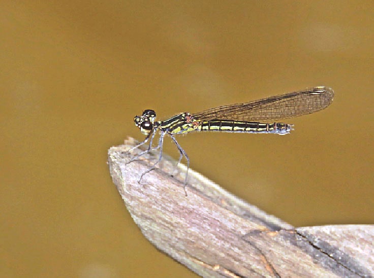 ছবি: লেখক