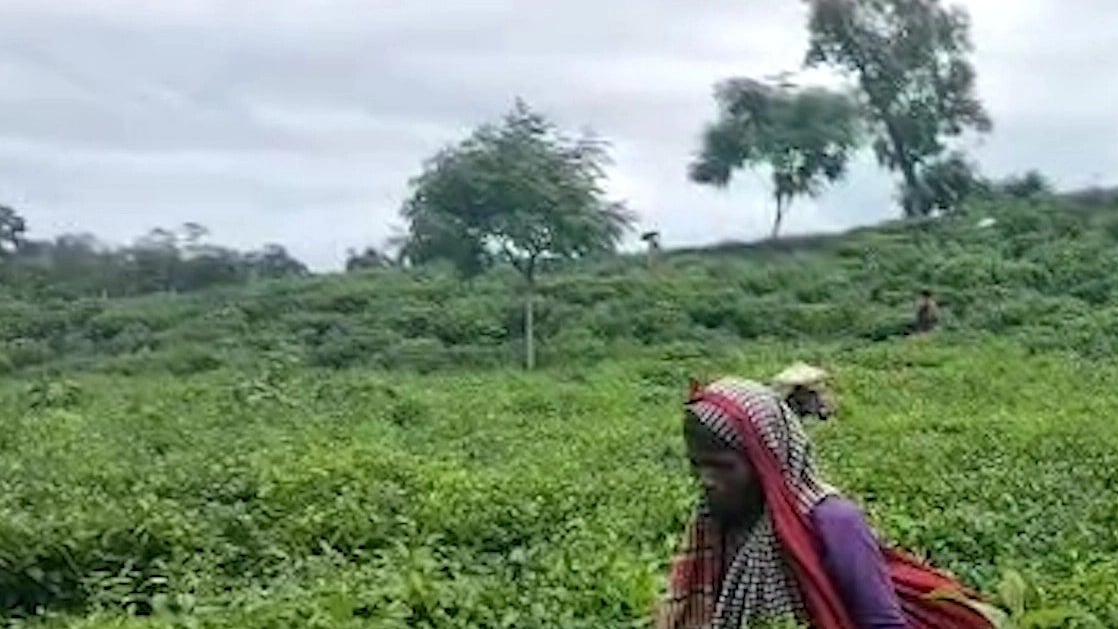 ফাইল ছবি