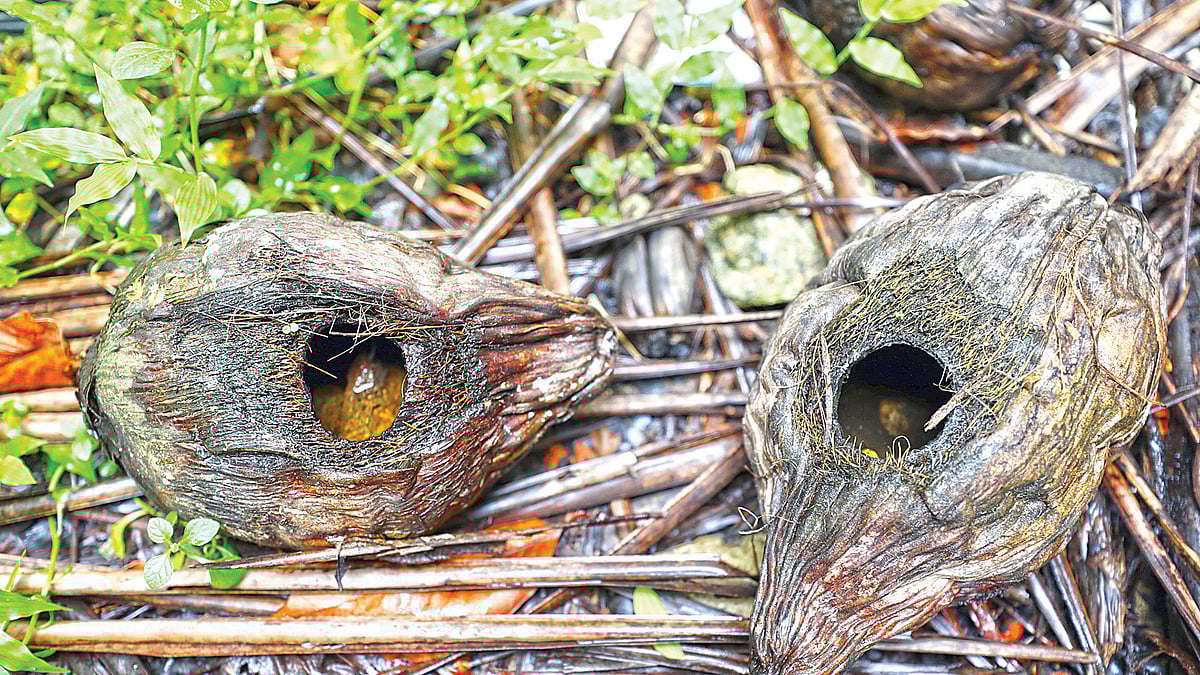 প্রথম আলো