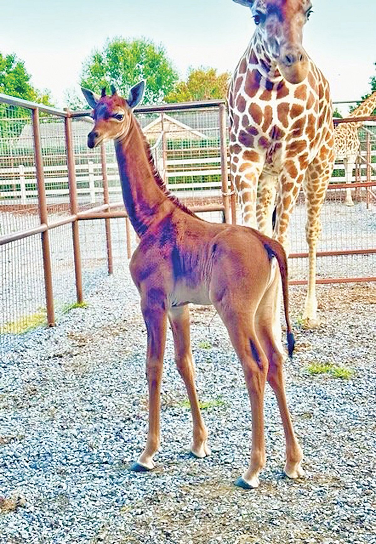 ছবি: ব্রাইটস চিড়িয়াখানার ফেসবুক থেকে 