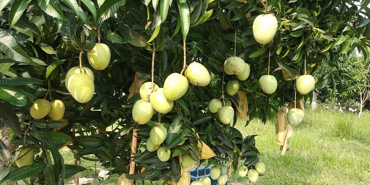 ছবি: প্রথম আলো