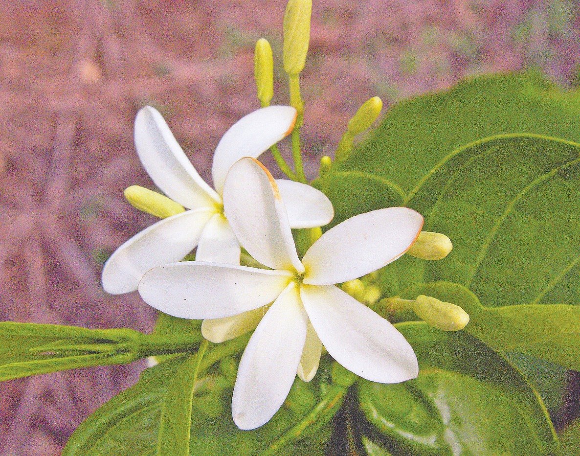 ছবি: লেখক