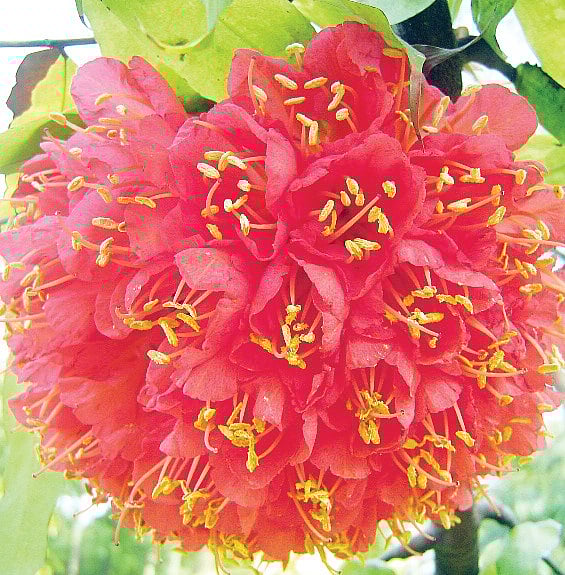 ছবি: লেখক 