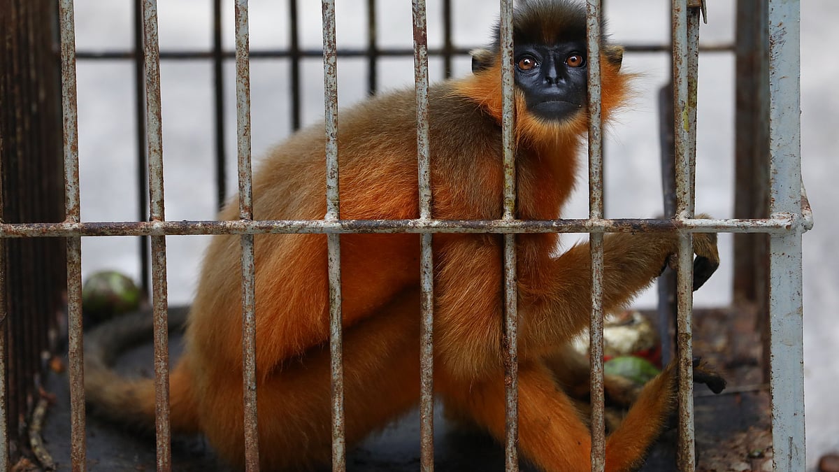 ছবি: আনিস মাহমুদ