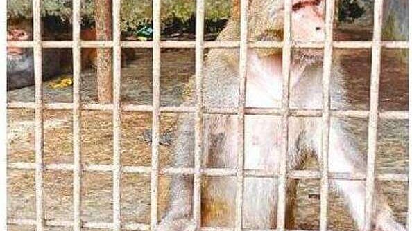 ছবি: প্রথম আলো
