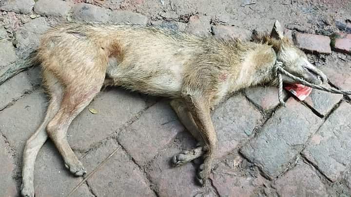 ছবি: সংগৃহীত