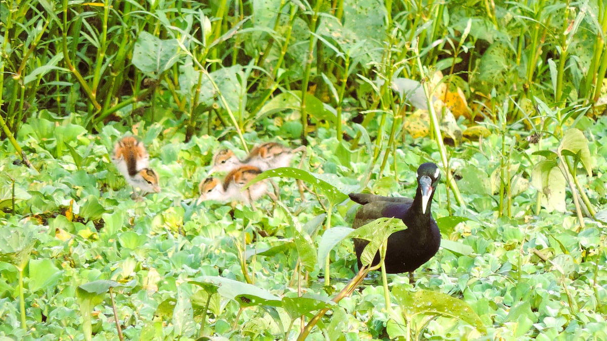 ছবি: প্রথম আলো