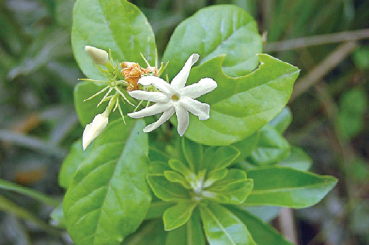 ছবি: লেখক