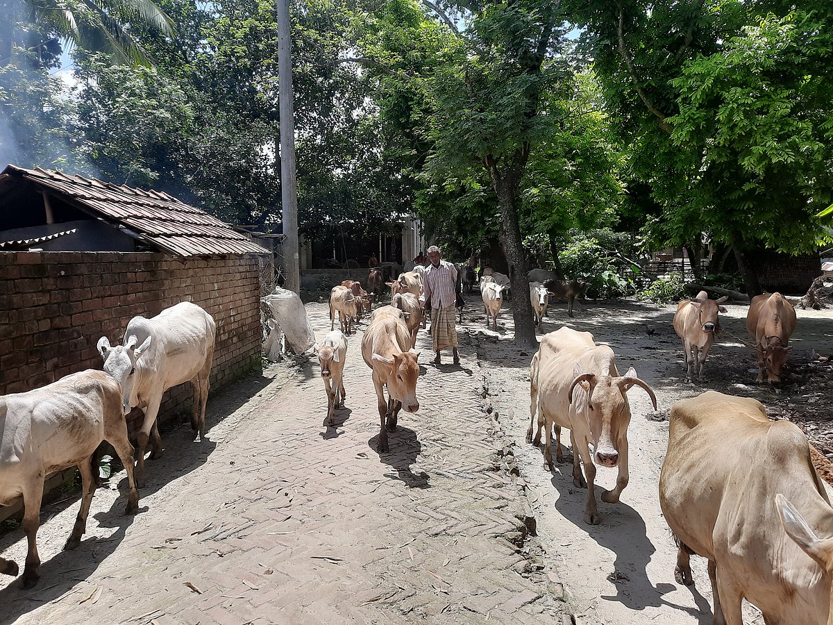 প্রথম আলো 