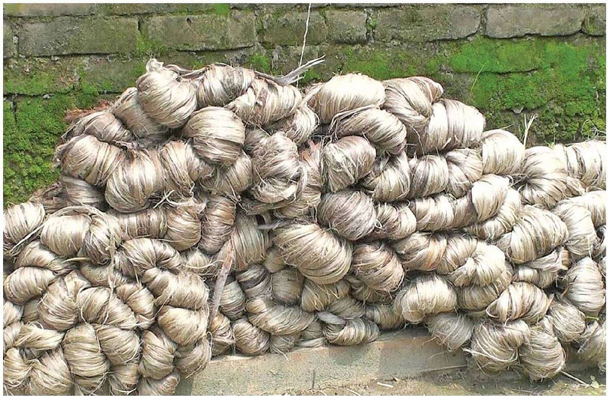 ফাইল ছবি: প্রথম আলো
