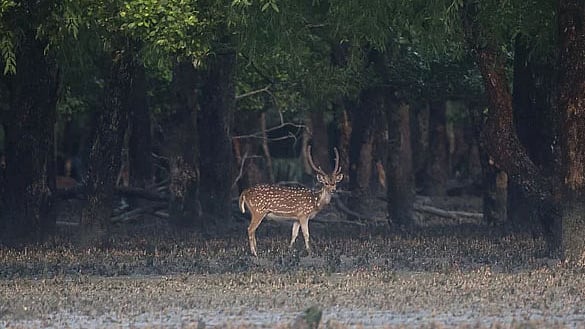 ফাইল ছবি: প্রথম আলো