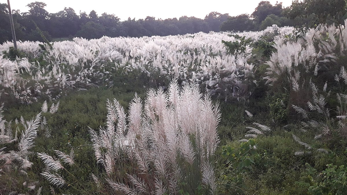 ছবি: প্রথম আলো