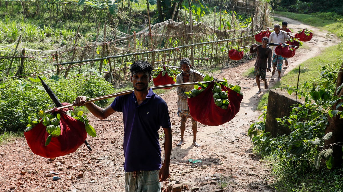 ভোরের আলো ফোটার সঙ্গে সঙ্গে লাল কাপড়ে মুড়িয়ে বাগান থেকে হাটে আনা হয় পেয়ারা