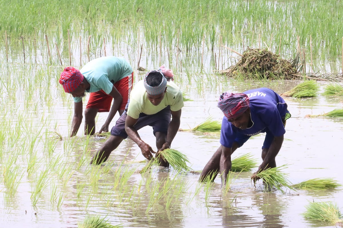 ছবি: আলীমুজ্জামান 