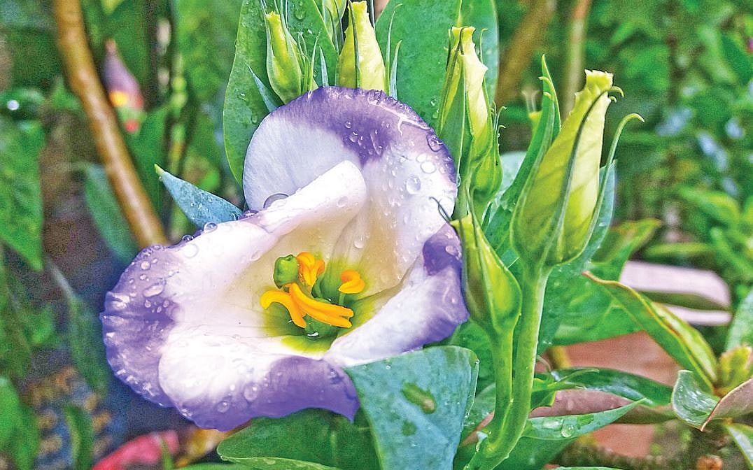 ছবি: লেখক