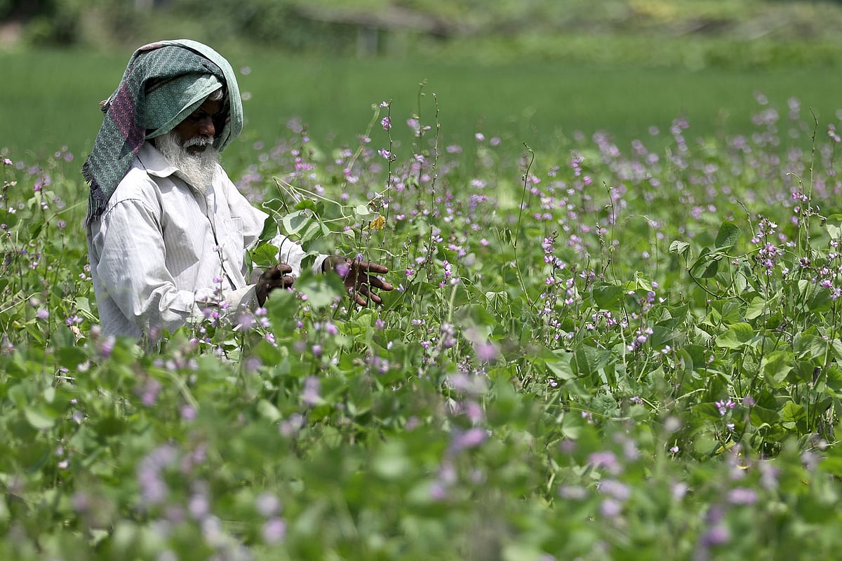 ছবি: হাসান মাহমুদ