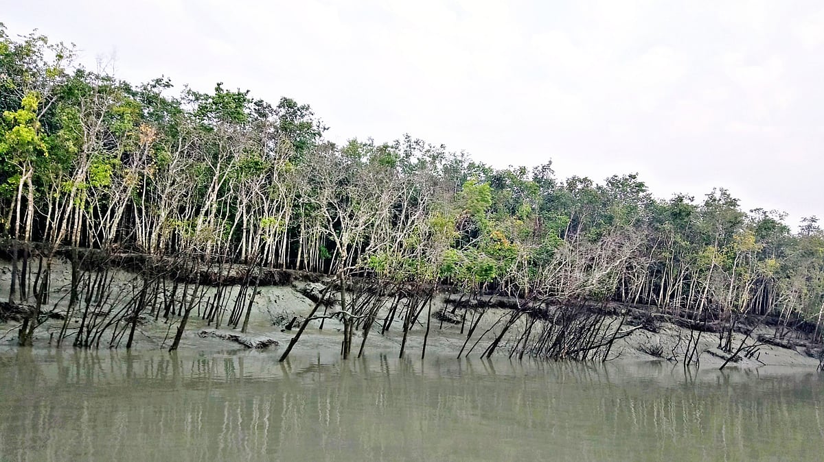 ছবি: প্রথম আলো