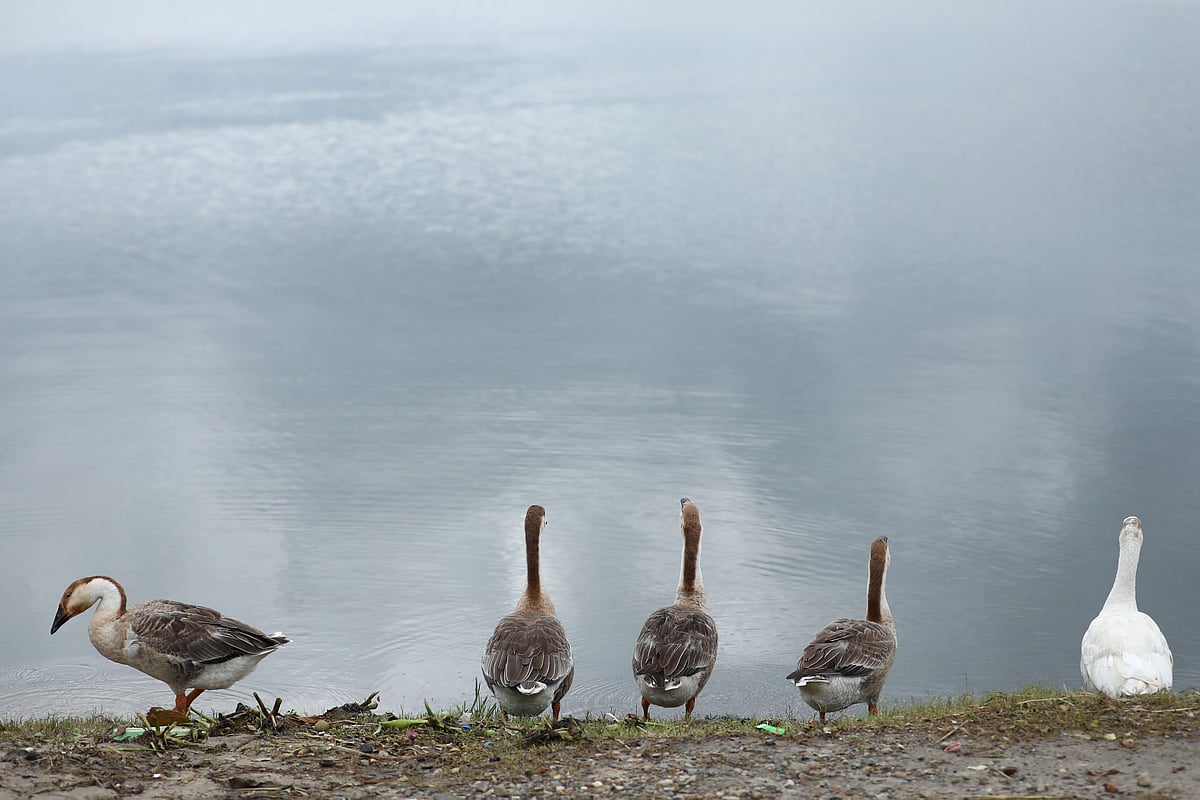 হাওরের পাশে দাঁড়িয়ে আছে কয়েকটি রাজহাঁস।
 